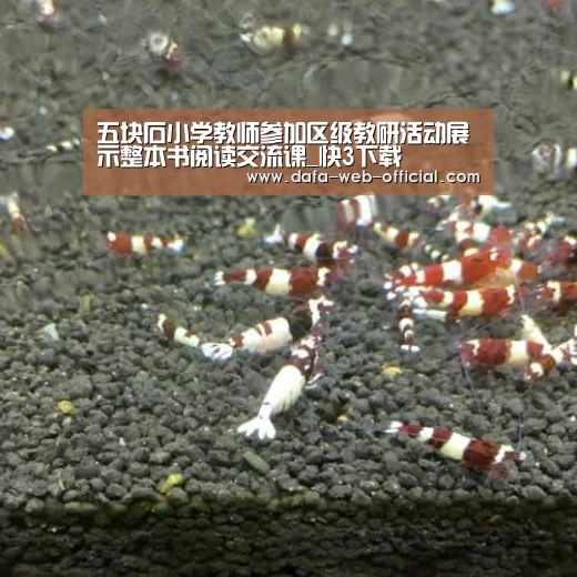 五块石小学教师参加区级教研活动展示整本书阅读交流课_快3下载(图1) 快3下载